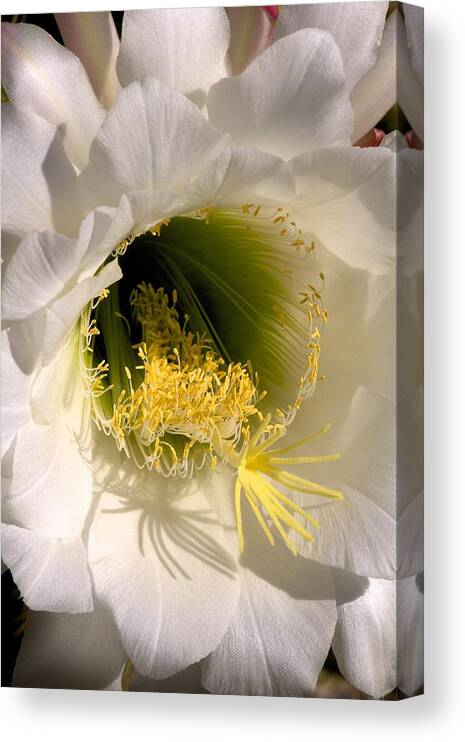 Background Canvas Print featuring the photograph Echinopsis candicans an Argentine cactus flower #2 by C Thomas Willard