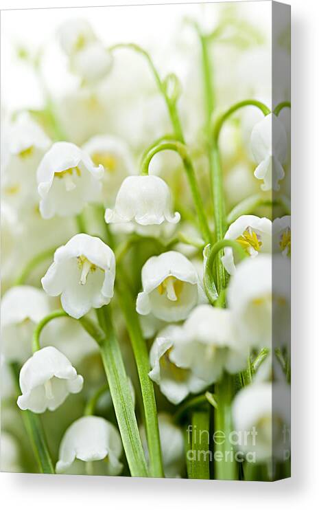 Forget-me-not flowers on white Photograph by Elena Elisseeva - Fine Art  America
