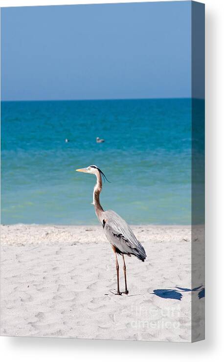Beach Canvas Print featuring the photograph Florida Sanibel Island Summer Vacation Beach #3 by ELITE IMAGE photography By Chad McDermott