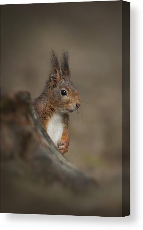 Formby Canvas Print featuring the photograph Red Squirrel #3 by Andy Astbury