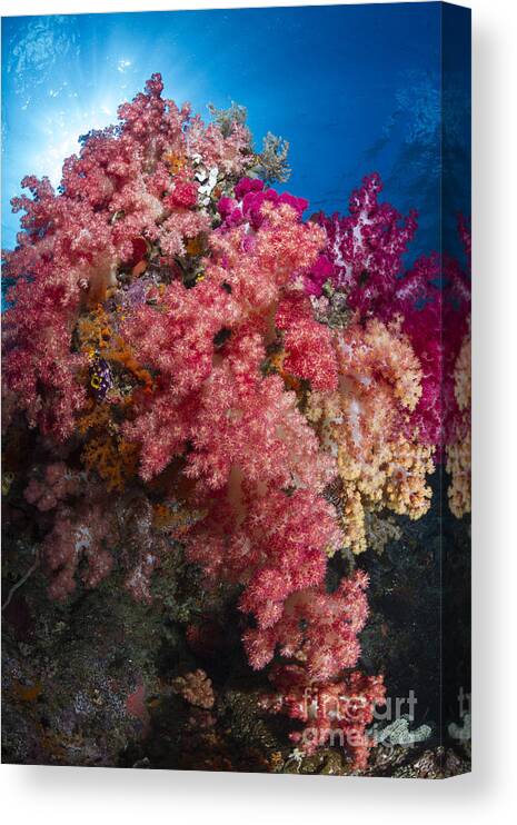Raja Ampat Canvas Print featuring the photograph Soft Coral In Raja Ampat, Indonesia #3 by Todd Winner