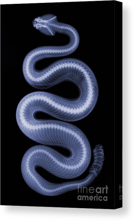 Crotalus Oreganus Helleri Canvas Print featuring the photograph Southern Pacific Rattlesnake X-ray #6 by Ted Kinsman