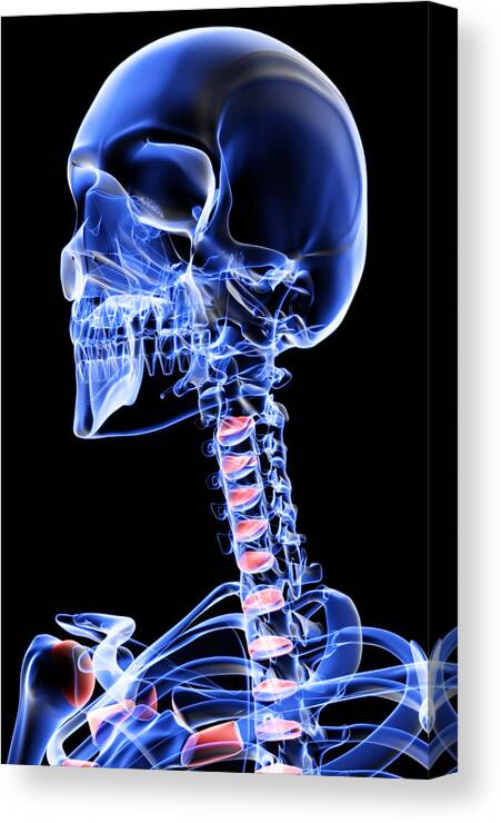 Vertical Canvas Print featuring the digital art The Bones Of The Head, Neck And Face #3 by MedicalRF.com