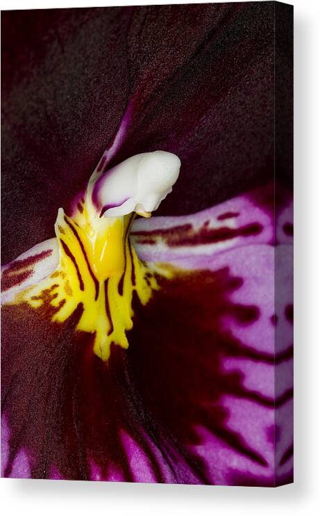 Orchid Canvas Print featuring the photograph Exotic Orchids of C Ribet #54 by C Ribet