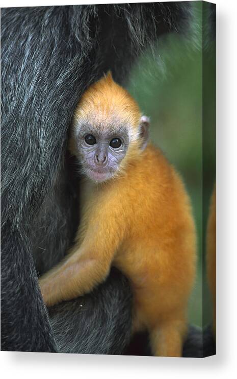 Mp Canvas Print featuring the photograph Silvered Leaf Monkey Trachypithecus #6 by Cyril Ruoso