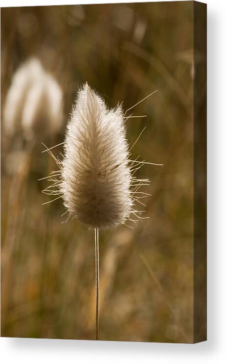 Abstract Canvas Print featuring the photograph A beautiful seed pod with beautiful sun reflection by U Schade