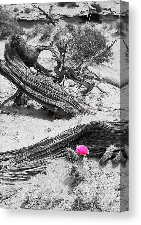 Flower Canvas Print featuring the photograph A Little Bit of Pink by Bob and Nancy Kendrick