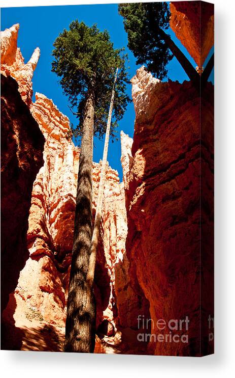Douglas Fir Canvas Print featuring the photograph A Place to Grow by Bob and Nancy Kendrick