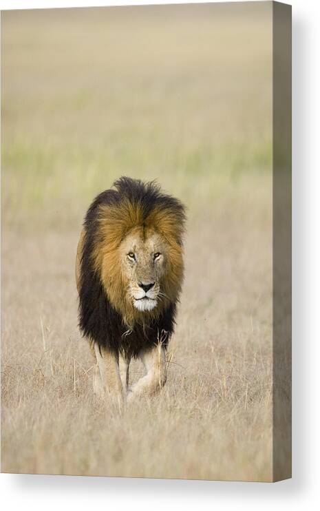 00784082 Canvas Print featuring the photograph African Lion on the Savanna by Suzi Eszterhas