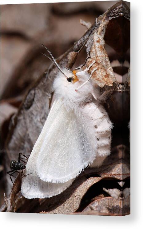 Spilosoma Congrua Canvas Print featuring the photograph Agreeable Tiger Moth With Ant by Daniel Reed