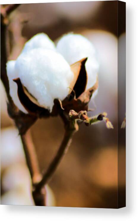 Cotton Canvas Print featuring the photograph Agriculture - Cotton 2 by Karen Wagner