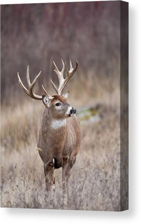 Whitetail Canvas Print featuring the photograph Alert Whitetail Buck by D Robert Franz