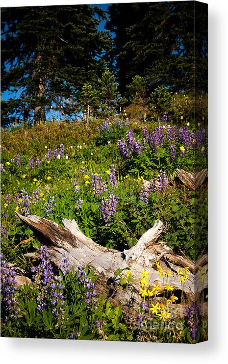 Broadleaf Lupine Canvas Print featuring the photograph Alpine Wildflower Meadow by Karen Lee Ensley