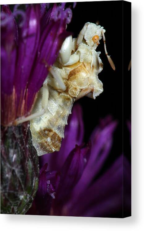 Phymatidae Canvas Print featuring the photograph Ambush Bug On Ironweed by Daniel Reed