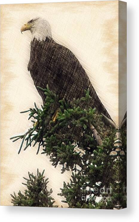 Bald Eagle Canvas Print featuring the photograph American Bald Eagle in tree by Dan Friend