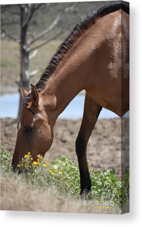 Horses Canvas Print featuring the photograph Amongst the Wildflowers - Monero Mustangs Sanctuary by Veronica Batterson