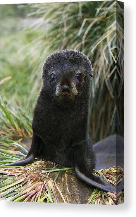 00761765 Canvas Print featuring the photograph Antarctic Fur Seal Pup In Tussock Grass by Suzi Eszterhas