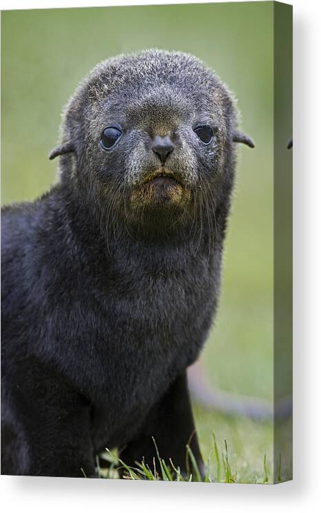00761761 Canvas Print featuring the photograph Antarctic Fur Seal Pup by Suzi Eszterhas