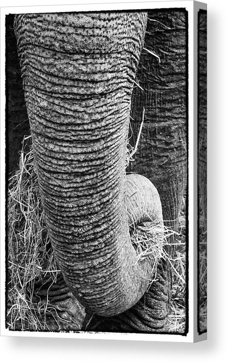 Animals Canvas Print featuring the photograph Asian Elephant Trunk by Perla Copernik