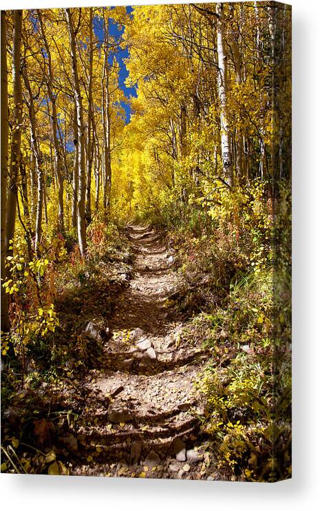 Aspen Canvas Print featuring the photograph Aspen Trail by Adam Pender