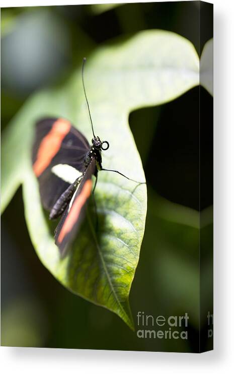 Butterfly Canvas Print featuring the photograph Attention by Leslie Leda