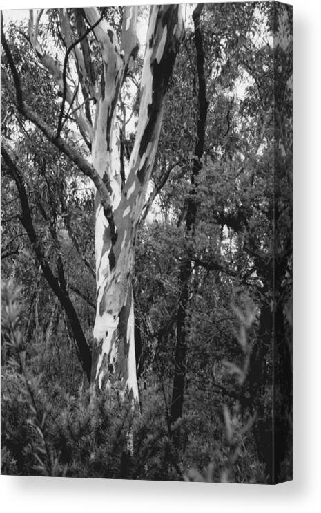 Australia Canvas Print featuring the photograph Australian Gum by Jackie Sherwood