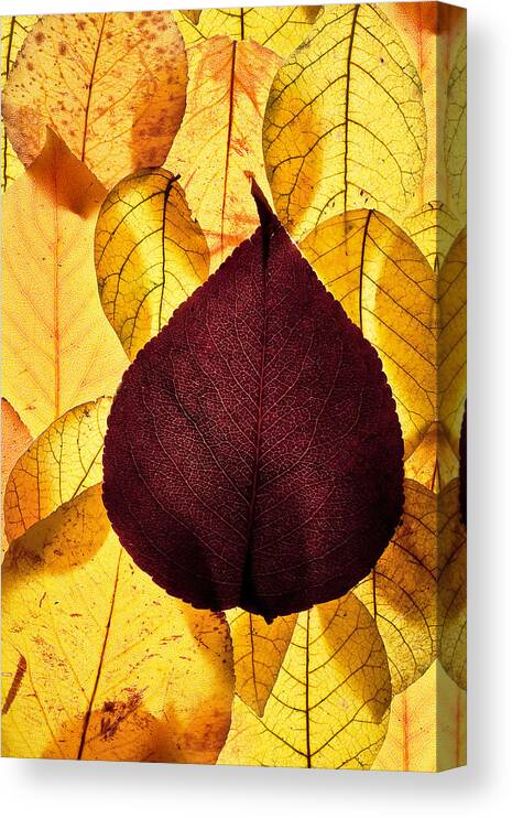 Autumn Canvas Print featuring the photograph Autumn Leaves by Bob Decker