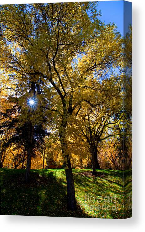 Elm Trees Canvas Print featuring the photograph Autumn Season 3 by Terry Elniski