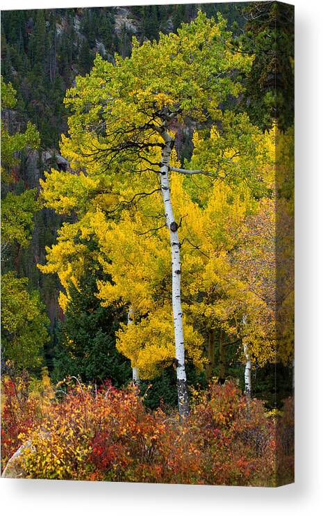 Autumn Colors Canvas Print featuring the photograph Autumn Wonder by Jim Garrison