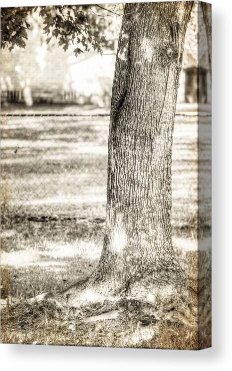 Sepia Framed Prints Canvas Print featuring the photograph Backyard Tree by Ester McGuire