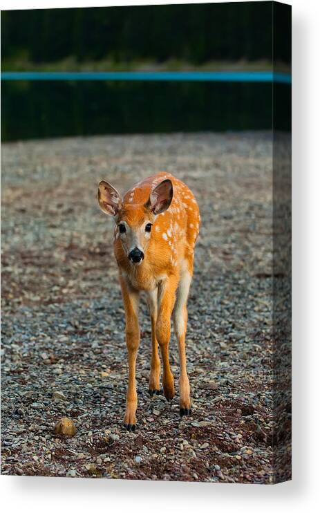 Animal Canvas Print featuring the photograph Bambi by Sebastian Musial