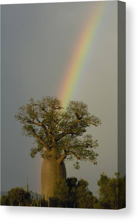 Mp Canvas Print featuring the photograph Baobab Adansonia Sp And Rainbow by Pete Oxford