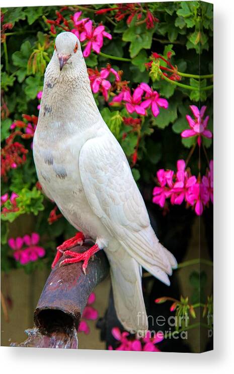 Beautiful White Pigeon Canvas Print featuring the photograph Beautiful White Pigeon by Mariola Bitner