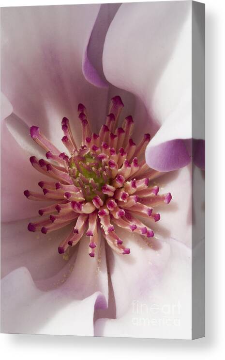 Magnolia Canvas Print featuring the photograph Beauty Within by Carrie Cranwill