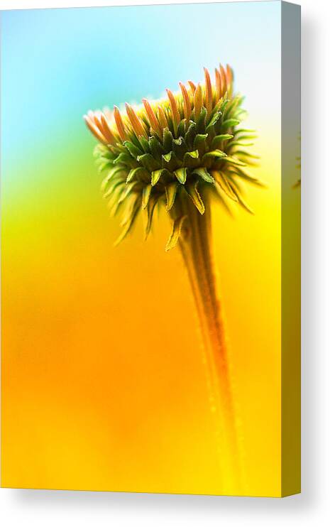 Blooming Flower Canvas Print featuring the photograph Blooming Flower by Susan Stone