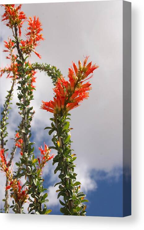 Cactus Canvas Print featuring the photograph Blooming Ocotillo by Dina Calvarese