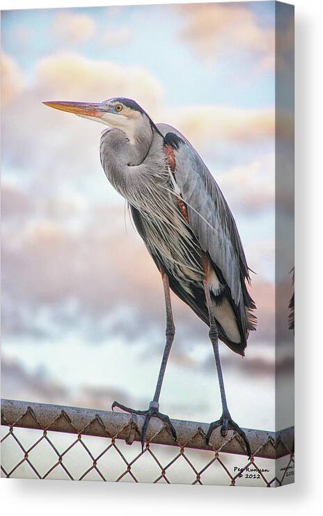 Blue Heron On Chain Link Fence Canvas Print featuring the photograph Blue Heron on Chain Link Fence by Peg Runyan