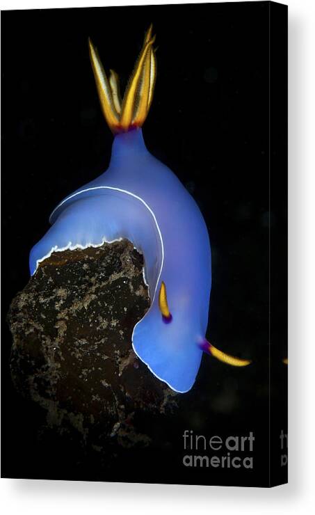 Habitat Canvas Print featuring the photograph Blue Hypselodoris Bulockii Sea Slug by Mathieu Meur