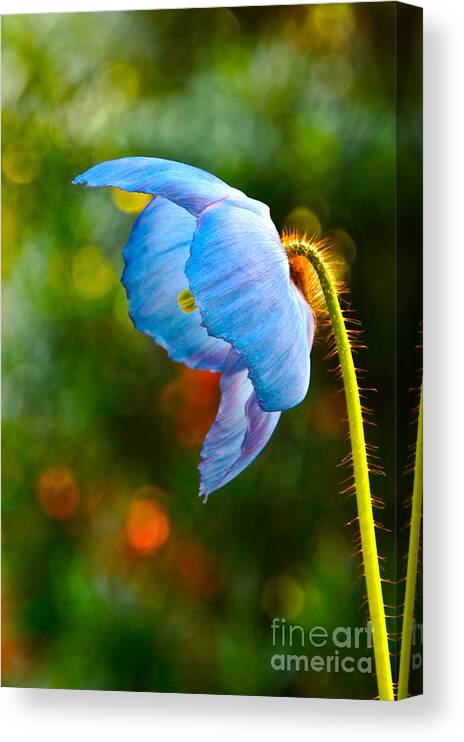 Himalayan Canvas Print featuring the photograph Blue Poppy Dreams by Byron Varvarigos
