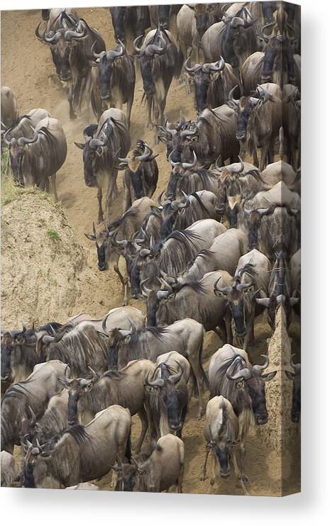 00761253 Canvas Print featuring the photograph Blue Wildebeest Herd Migrating by Suzi Eszterhas