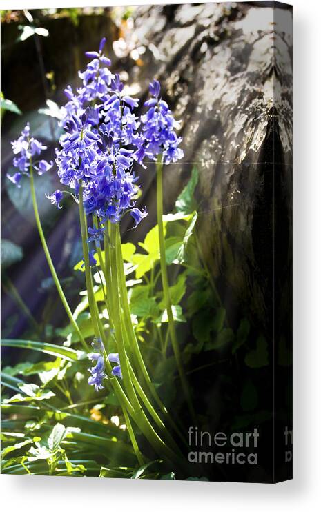 Wild Flowers Canvas Print featuring the photograph Bluebells in the woods by Simon Bratt