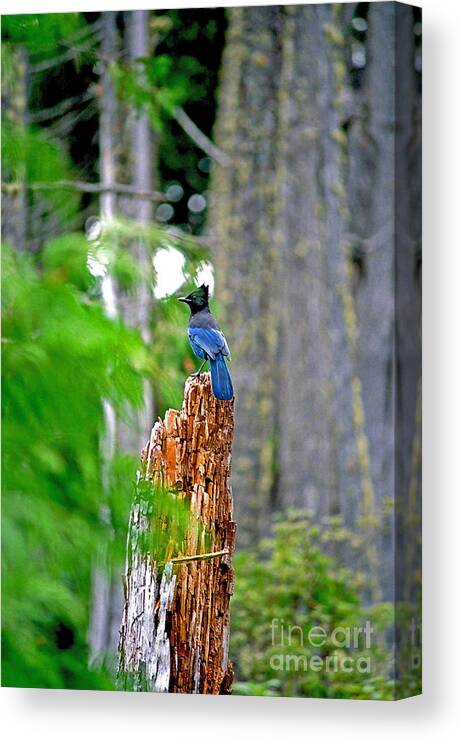 Bluejay Canvas Print featuring the photograph Bluejay on the tree stump by Randy Harris