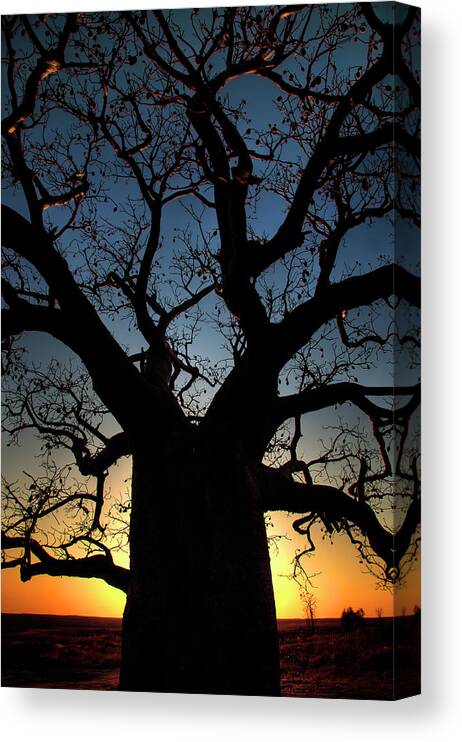 Boab Canvas Print featuring the photograph Boab by Night by Andrew Dickman