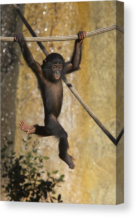 Baby Canvas Print featuring the photograph Bonobo Pan Paniscus Baby Playing by San Diego Zoo