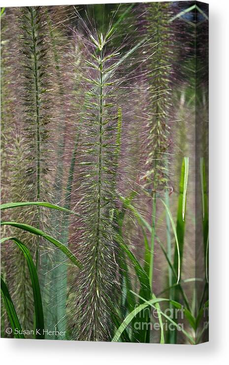 Outdoors Canvas Print featuring the photograph Bottle Brush Grass by Susan Herber