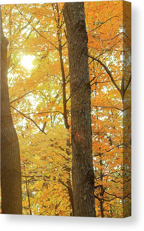 Hovind Canvas Print featuring the photograph Bright Yellow by Scott Hovind