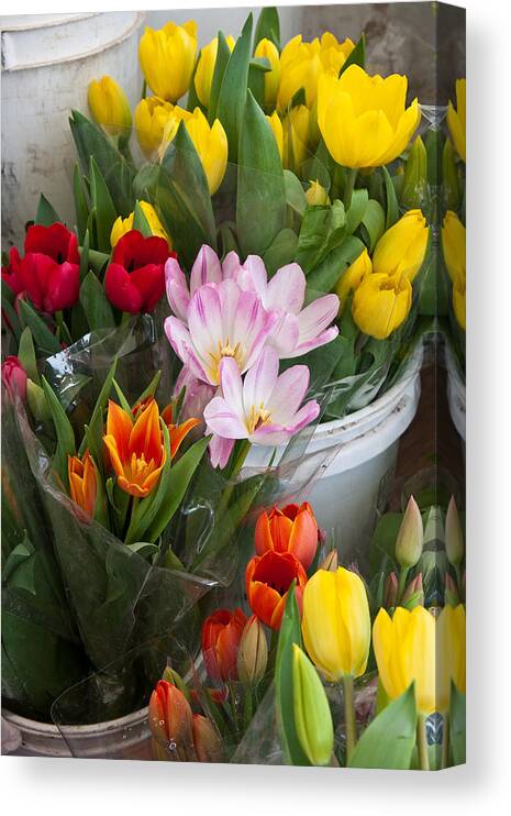 Bloom Canvas Print featuring the photograph Buckets Of Colorful Tulips by Dina Calvarese