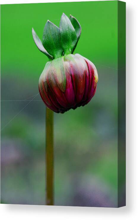 Bud Canvas Print featuring the photograph Budding Potential by Marie Jamieson