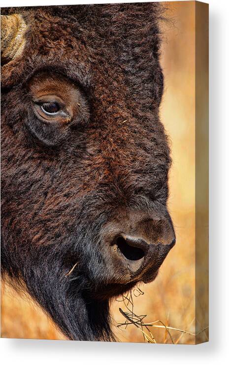Wildlife Canvas Print featuring the photograph Buffalo up Close by Alan Hutchins