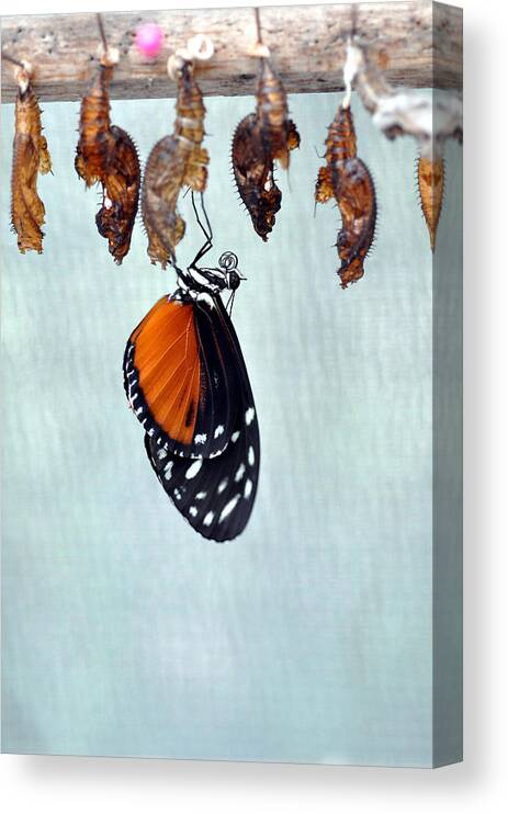 Buterfly Canvas Print featuring the photograph Buterfly hatching 1 by Allan Rothman